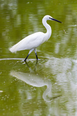 Obraz premium Egret