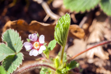 flower of wild strawberry