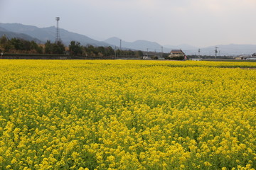 菜の花畑