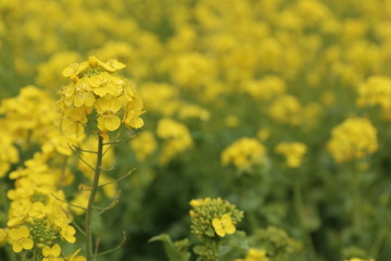 Obraz premium 菜の花