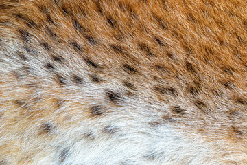 Texture spotted wild animal fur . Wild forest lynx © yvsedova