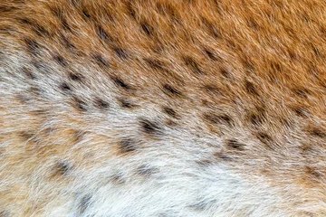 Foto auf Acrylglas Textur geflecktes Wildtierfell. Wilder Waldluchs © yvsedova