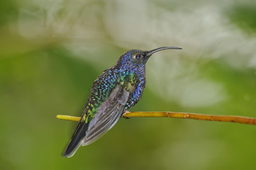 Resting Hummingbird
