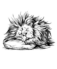 Vector hand drawn realistic lion sleeping character.