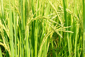 Close up soft green spike rice nature background
