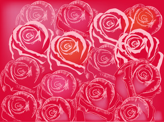 red and pink roses background