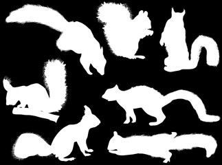 seven squirrels silhouettes isolated on black