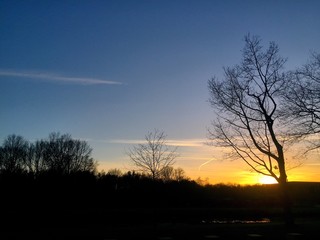 Fototapeta na wymiar tree silhouette sunrise