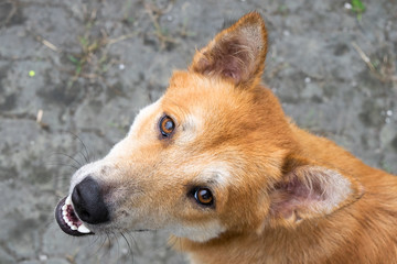Close up Head stray dog - male