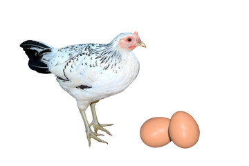 White black Hens chicken and two egg isolate on white background