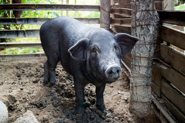 Big Black Pig in sty at farm