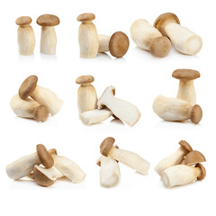 King Oyster mushroom (Eringi) isolated on white backgroud.