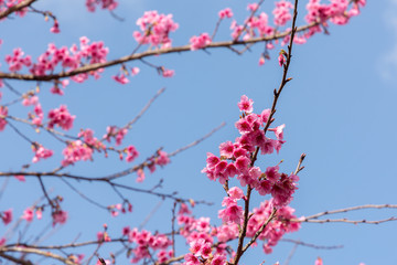 Wild Himalayan Cherry , Sakura , Cherry Blossoms grows in the mo