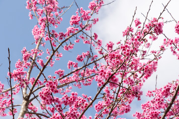 Wild Himalayan Cherry , Sakura , Cherry Blossoms grows in the mo