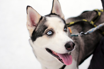 Husky portrait with blue eyes stands and looks ahead