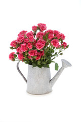Bouquet of pink roses