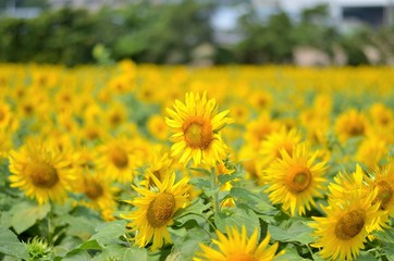 ひまわり畑