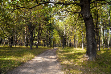 Autumn landscape on a sunny day
