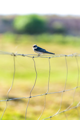 Bird on barbed wire fence