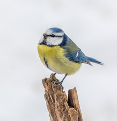 Obraz premium Blue tit