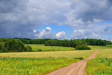 Fototapeta na wymiar Road in weak corn fields in Siberian countryside in Russia