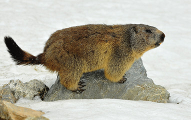Marmot on a rock
