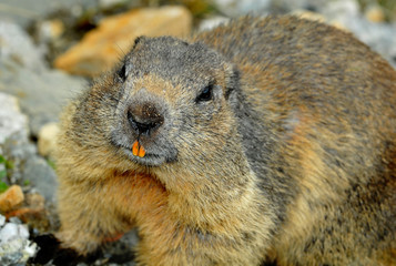 Ground Squirrel