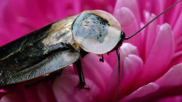 Macro shot of a Death's Head Cockroach on a pink flower.