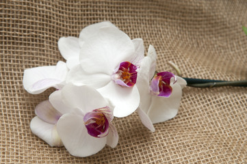 burlap, sackcloth textured background with orchid