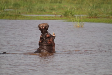 Fototapeta na wymiar Flusspferd im Lake Manyara