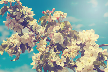 Blossoming apple tree in vintage style