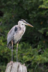 Great Blue Heron perched on a log with green foliage background. Taken in Florida, USA.