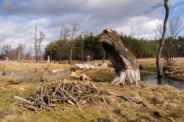 Wiosenne porządki © podlaski49