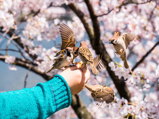 Sparrow