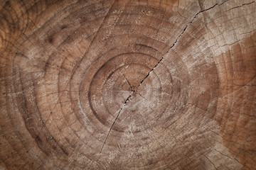 Naklejka premium Wood Strump Background