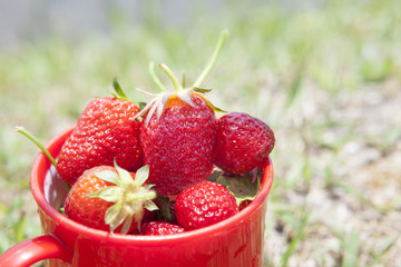 コップに入ったイチゴ　イチゴ畑