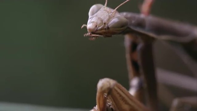 Praying mantis eating parts of a grasshopper.