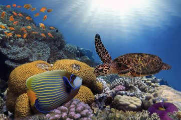 Naklejka premium Colorful coral reef with many fishes and sea turtle