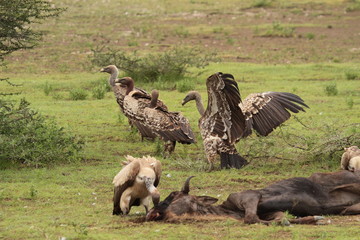 Aasgeier fressen Gnu