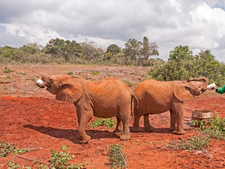 Fototapeta premium Baby elephants standing in profile on clay ground drink milk from bottle 