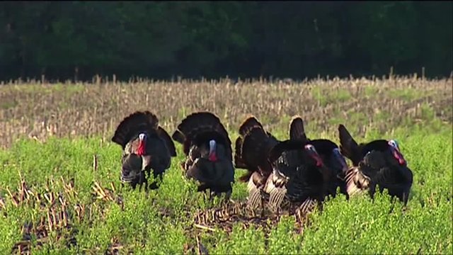 Wild turkeys in the fields.