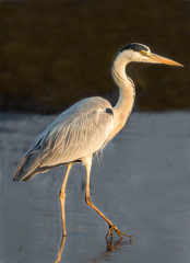 Grey Heron waiting for its prey