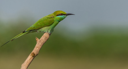Green Bee Eater perched on a small branch with blue and green background