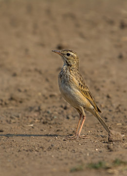 Paddyfield pipit on the ground.