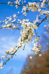 Flowering branch
