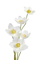 Fototapeta premium White anemone flowers isolated on white background