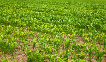 Corn field