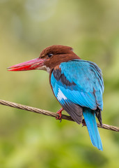 White bellied kingfisher with green background.