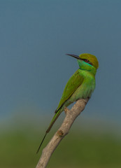 Green Bee Eater perched on a small tree stem with blue sky and green background