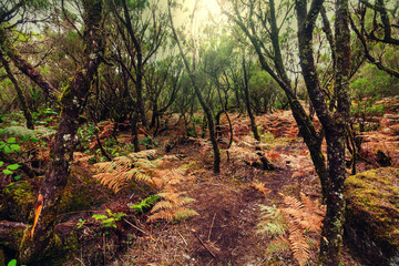 Forest in Madeira
